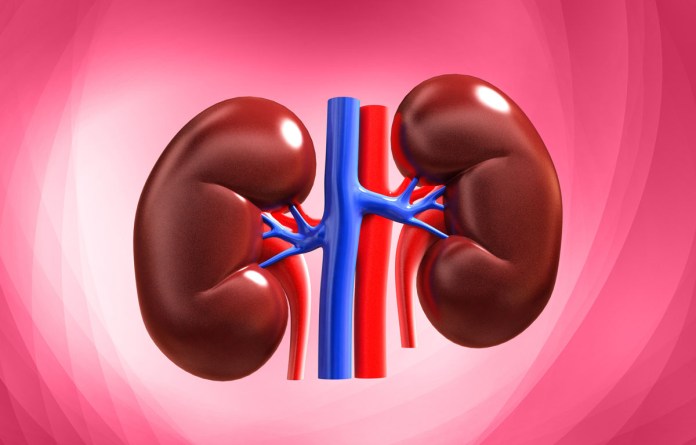 kidney-stock